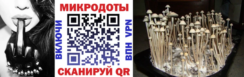 Псилоцибиновые грибы Psilocybine cubensis  Новочеркасск 